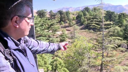 In Lebanon, climate change devours ancient cedar trees