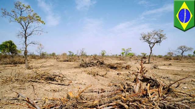 Deforestation in the Amazon rainforest 'worst in 10 years': Brazil