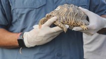 51 Tortugas estrelladas vuelven a la India años después de ser vendidas