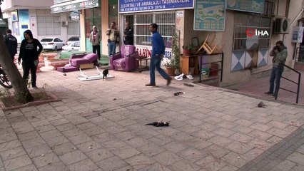 Anne kedi, köpeğin parçaladığı yavrularının başından ayrılmadı
