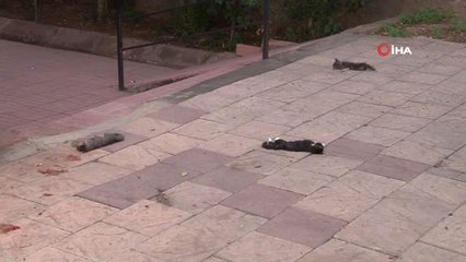 Anne Kedi, Köpeğin Parçaladığı Yavrularının Başından Ayrılmadı