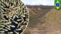 イギリス国土と同じ面積!ブラジルで巨大なアリ塚群発見 - トモニュース