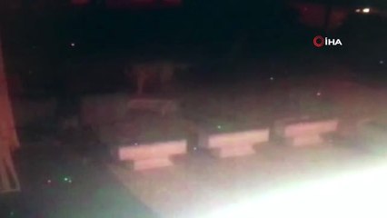 Aç Kalan Köpekler, Yavru Kedileri Böyle Parçaladı