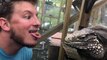 Feeding Giant Iguana from Your Tongue