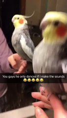Cockatiel Dances Only If Owner Makes the Beat