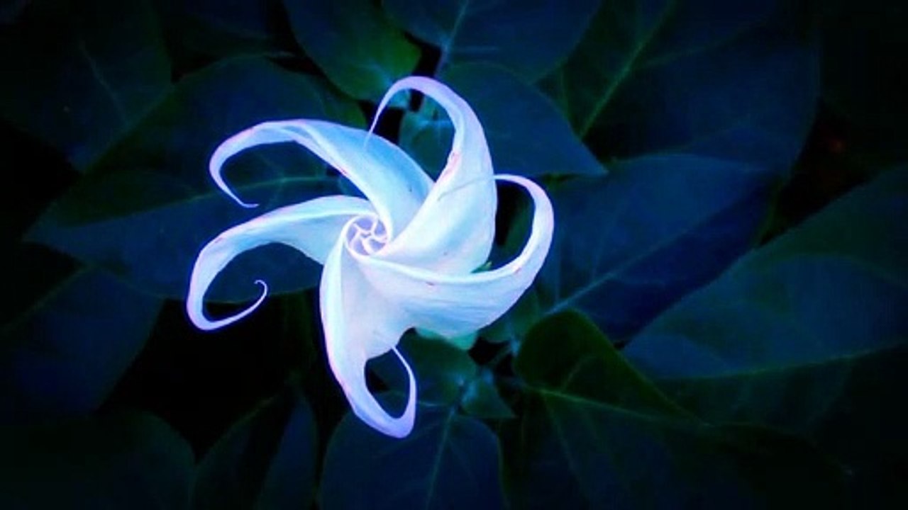 BloOming MoOn FloWer