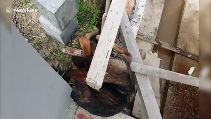 Puppy crying for help gets rescued from gap in newly built structure