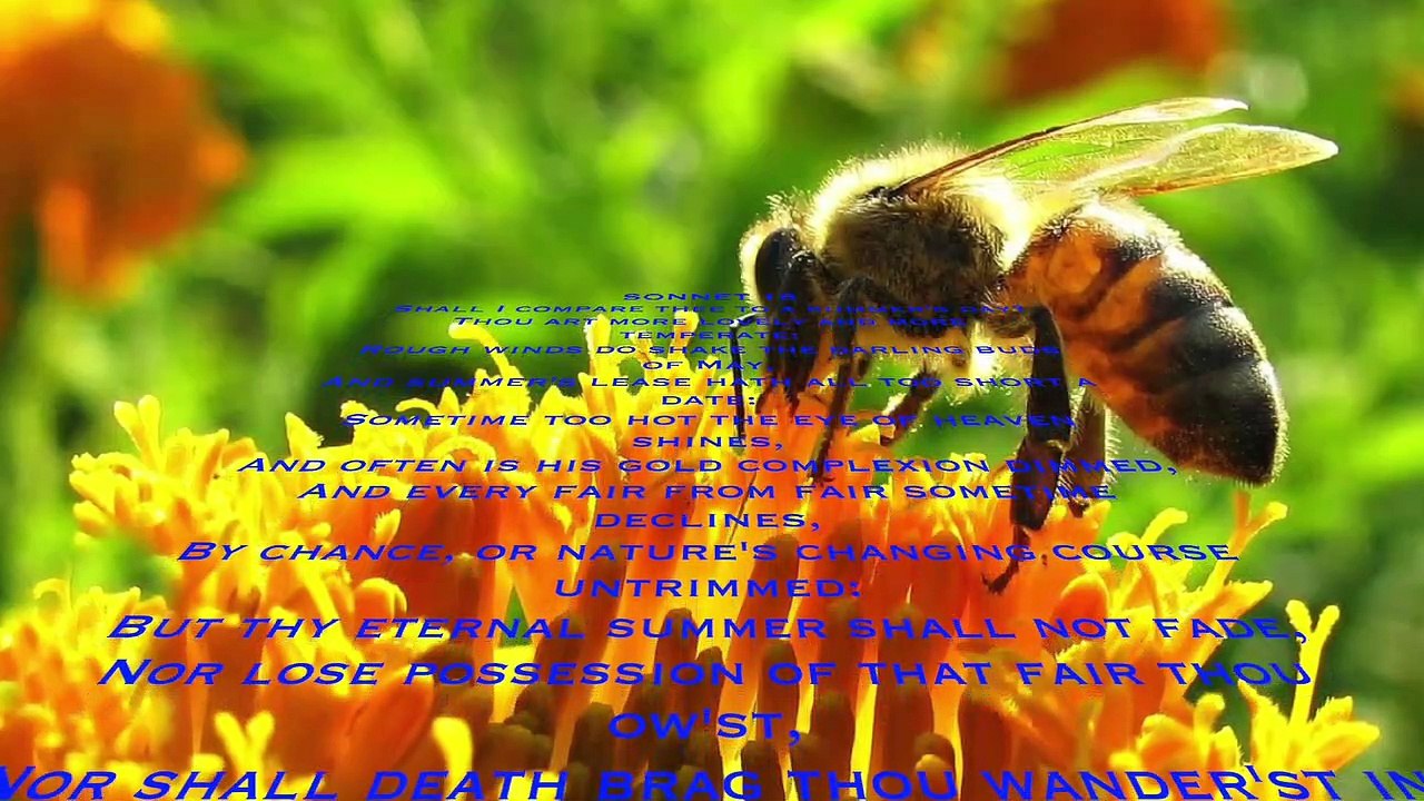 MSM Poetry-Workout: Sonnet XVIII, The Bard