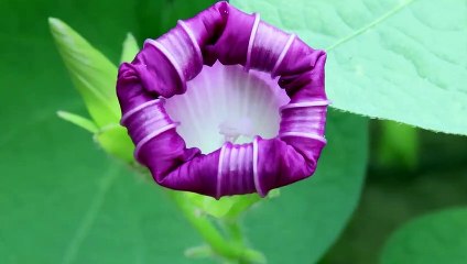 Blooming Flower timelapse 4k