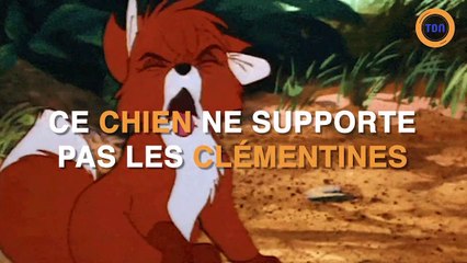 Ce chien ne supporte pas les clémentines