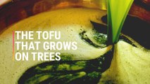 The Tofu That Grows On Trees