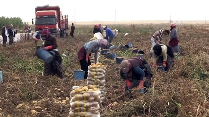 'Patatesin depolanması gayet doğal' - NİĞDE
