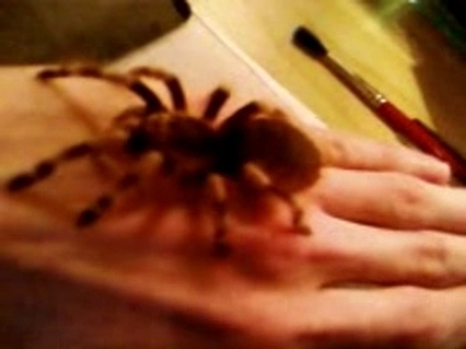 Spinne handzahm und noch klein