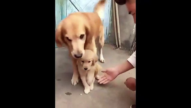Adorable cette chienne ne veut pas qu'on touche à son chiot