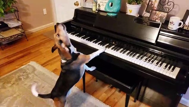 Hilarant ce chien chante et joue du piano mais le bປé n'apprຜ pas !