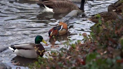 Pato Mandarim vira sensação no Central Park