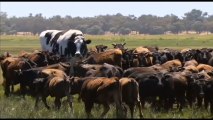 La vaca gigante se libra del matadero porque no cabe