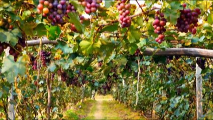 José Elarba nos habla de las tres décadas de los vinos hechos en venezuela