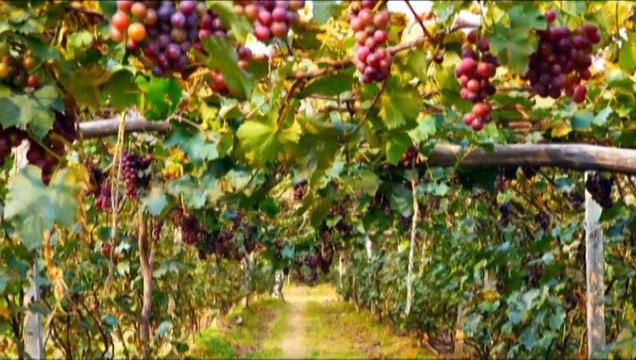 José Elarba nos habla de las tres décadas de los vinos hechos en venezuela
