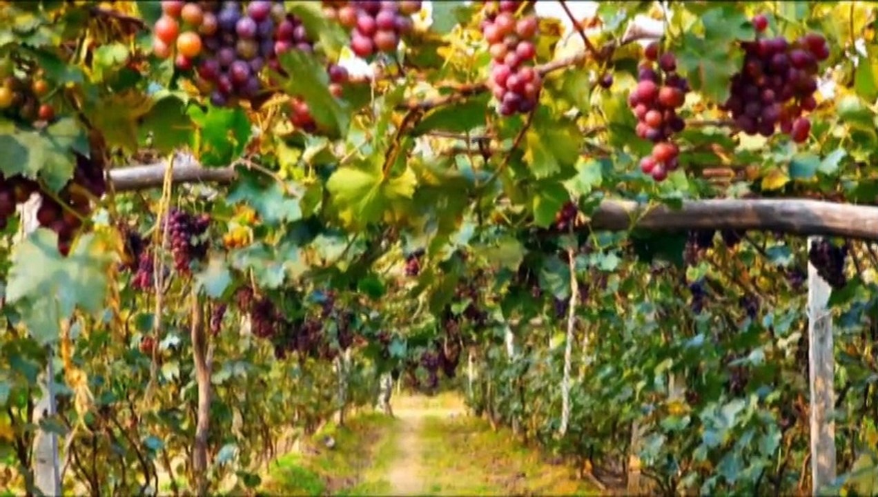 José Elarba nos habla de las tres décadas de los vinos hechos en venezuela
