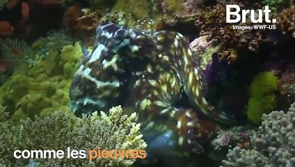 La seiche est dotée d'une grande intelligence