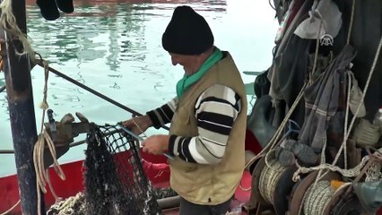 Hamsi balıkçıların yüzünü güldürüyor - DÜZCE