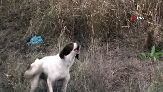 Selde cansız bedeni bulunan yaşlı adamın köpeği çiftlik evinden bir an olsun ayrılmadı