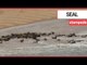 This shocking footage shows a stampede of seal | SWNS TV