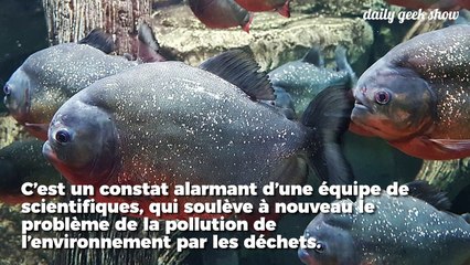 80 % des poissons dans l'Amazone on du plastique dans l'estomac