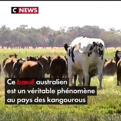 Knickers le boeuf géant échappe à l'abattoir grâce à sa taille