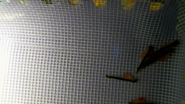 EPCAMR's Brook Trout Tank Live Stream 11/28/18 Alevin Stage