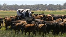 Australia, troppo grande per il macello: mucca gigante 