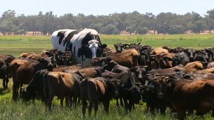La vache trop grande pour être acceptée à l'abattoir