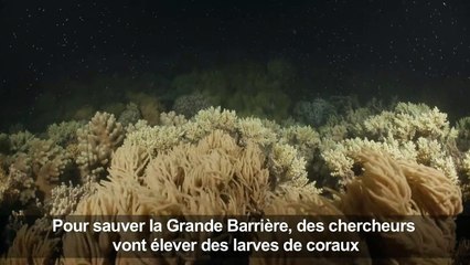 Australie: un ambitieux programme d'élevage de larves de coraux