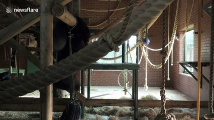 This gorilla can perform more pull-ups than you