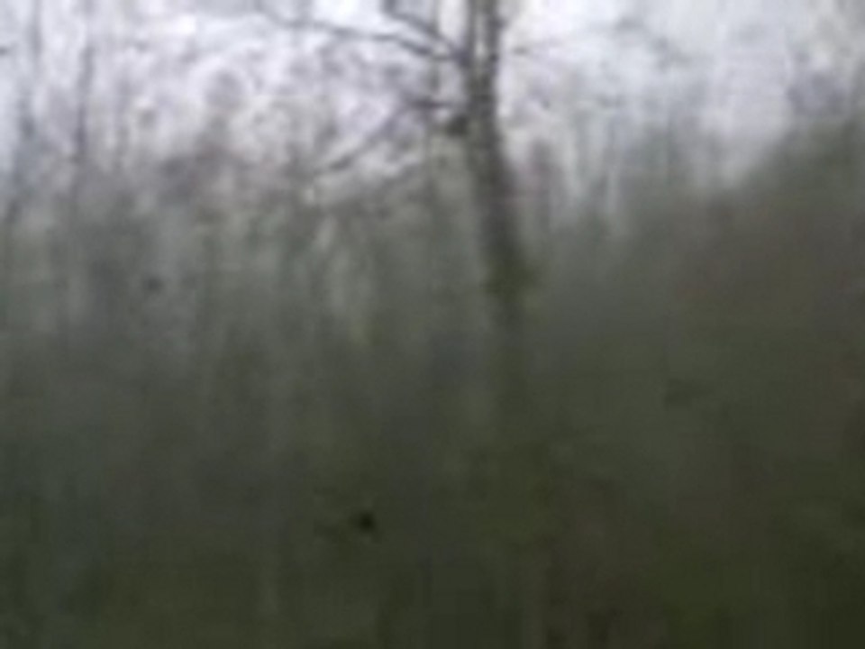 dédé chute arbre