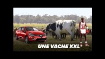 Cette vache est tellement grosse que ça lui a sauvé la vie