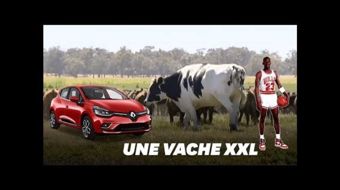 Cette vache est tellement grosse que ça lui a sauvé la vie