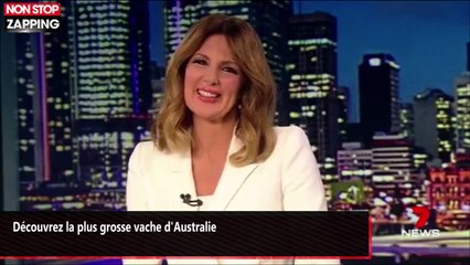 Découvrez la plus grosse vache d'Australie (vidéo)