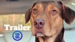 A Dog's Way Home International Trailer #1 (2019) Bryce Dallas Howard Adventure Movie HD