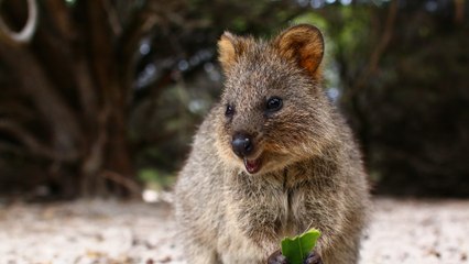 Voici l'animal le plus mignon du monde : le quokka !