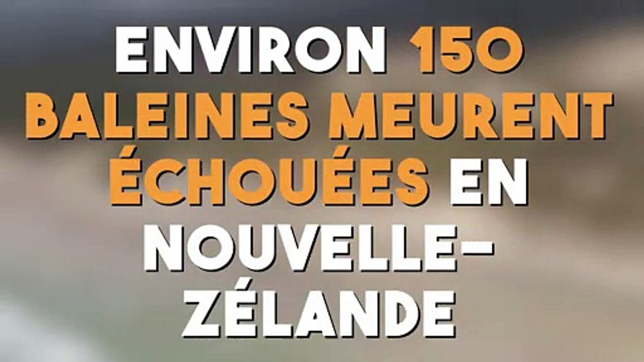 Environ 150 baleines meurent échouées en Nouvelle-Zélande !