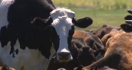 Avustralya'da Bin 400 Kiloluk Öküz, Cüssesi Sayesinde Kesilmekten Kurtuldu