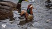 À Central Park, ce canard est devenu une attraction touristique