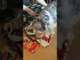Dog Excitedly Rips Open Christmas Present