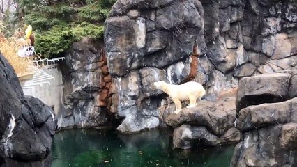 Rochester Americans Defend The Ice BRoll