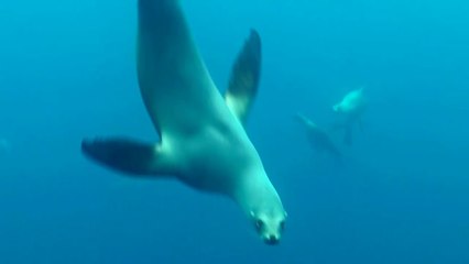Des lions de mer offrent un spectacle étonnant !