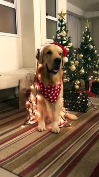 Holiday Dog Covered in Lights