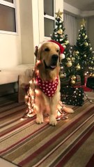 Holiday Dog Covered in Lights