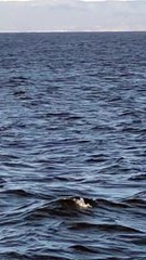 Beautiful Whale Breaches in Monterey Bay